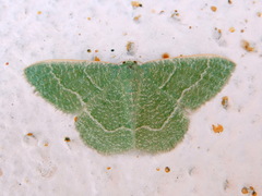 Phaiogramma etruscaria