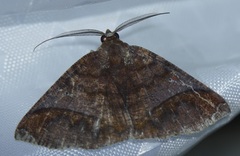 Thysanopyga amarantha