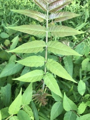 Ailanthus altissima