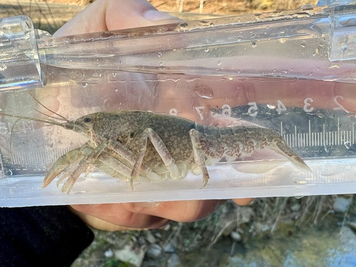 Bismark Burrowin Crayfish