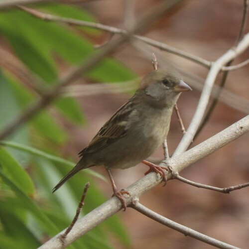 House Sparrow photographed in Connecticut