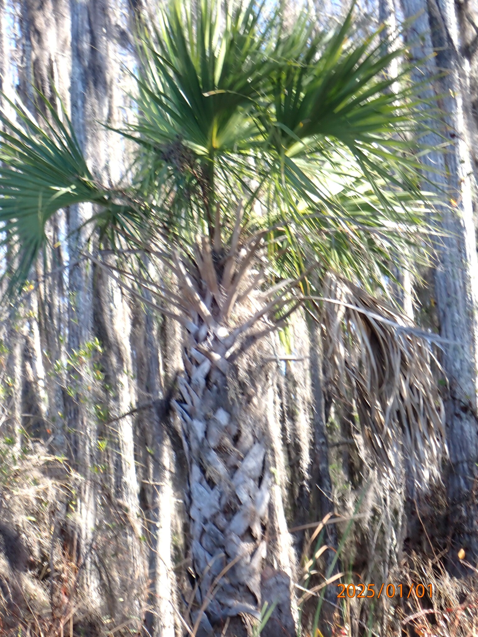 Imagem de Sabal-palmetto