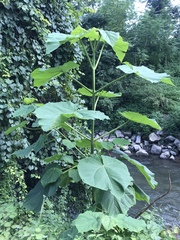 Paulownia tomentosa