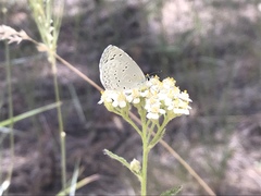 Celastrina echo cinerea
