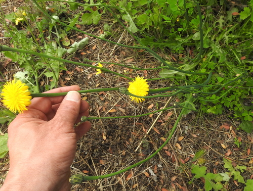 Gewöhnliches Ferkelkraut (Hypochaeris radicata): Herkunft und Verwendung — foto 5