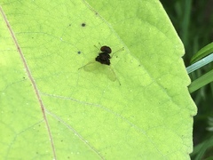 Chrysopilus basilaris