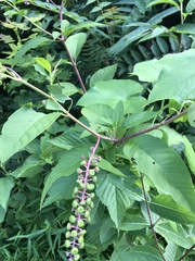 Phytolacca americana