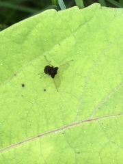 Chrysopilus basilaris
