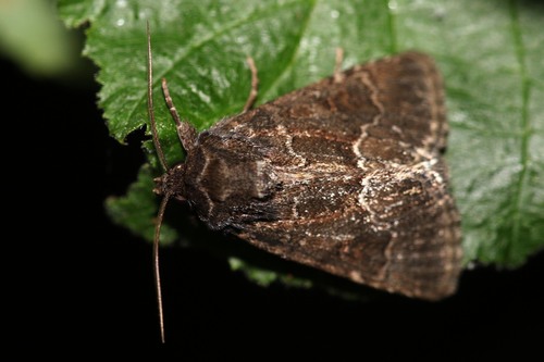 Straw Underwing