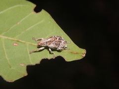Platyomus
