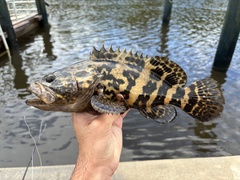 Goliath Grouper photo 5