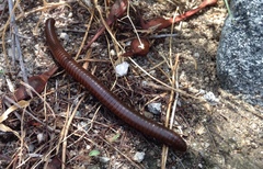 Orthoporus