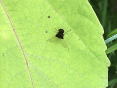Chrysopilus basilaris