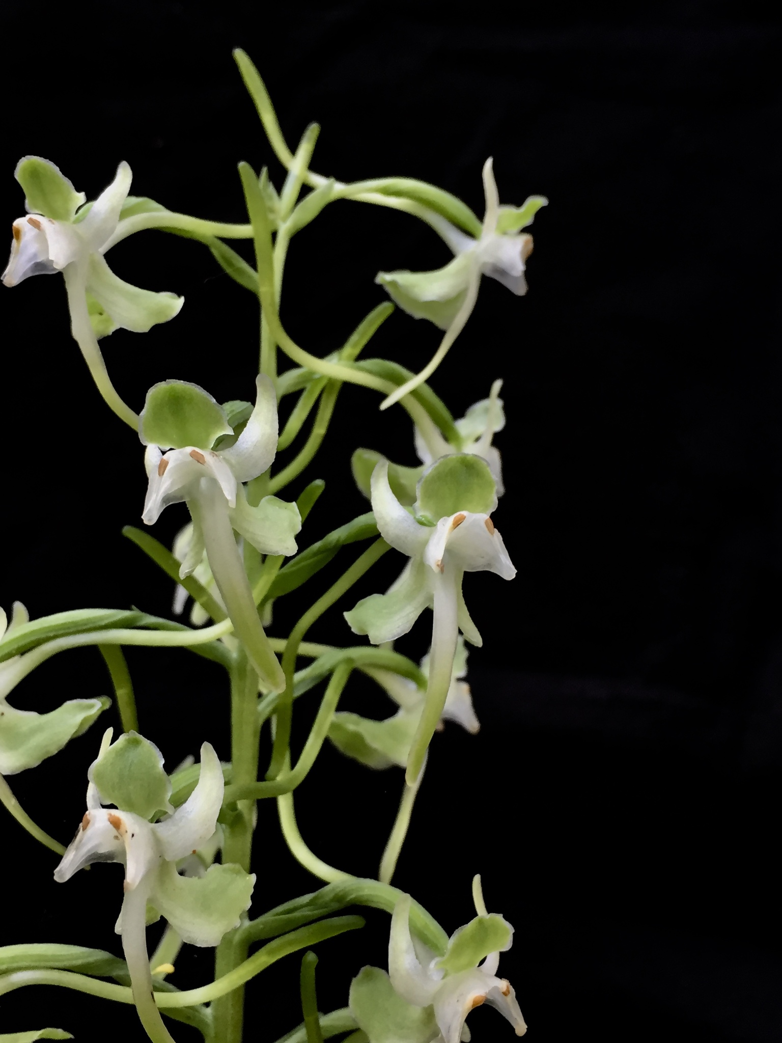 Platanthera macrophylla