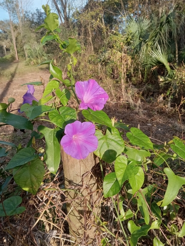 Foto de Flor de janeiro