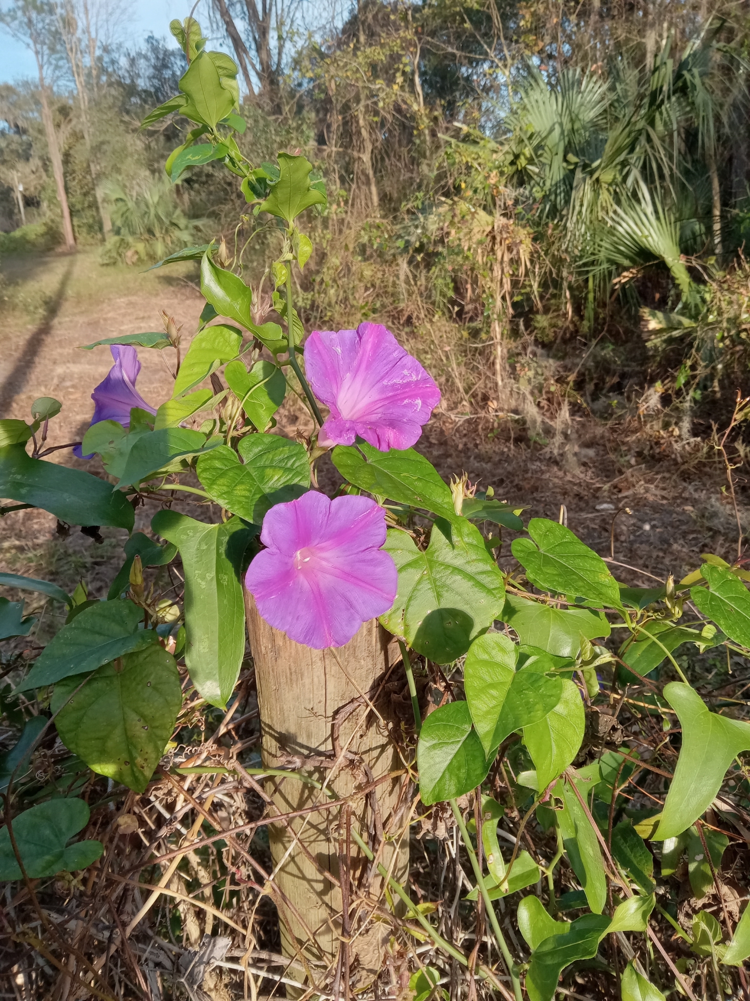 Imagem de Flor de janeiro