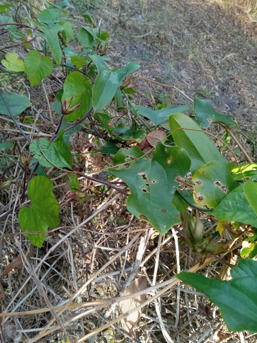 Foto de Flor de janeiro