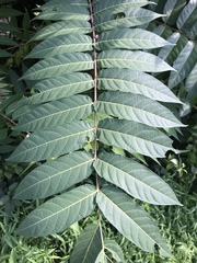 Ailanthus altissima