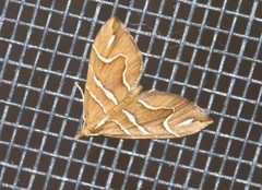 Chaetolopha leucophragma