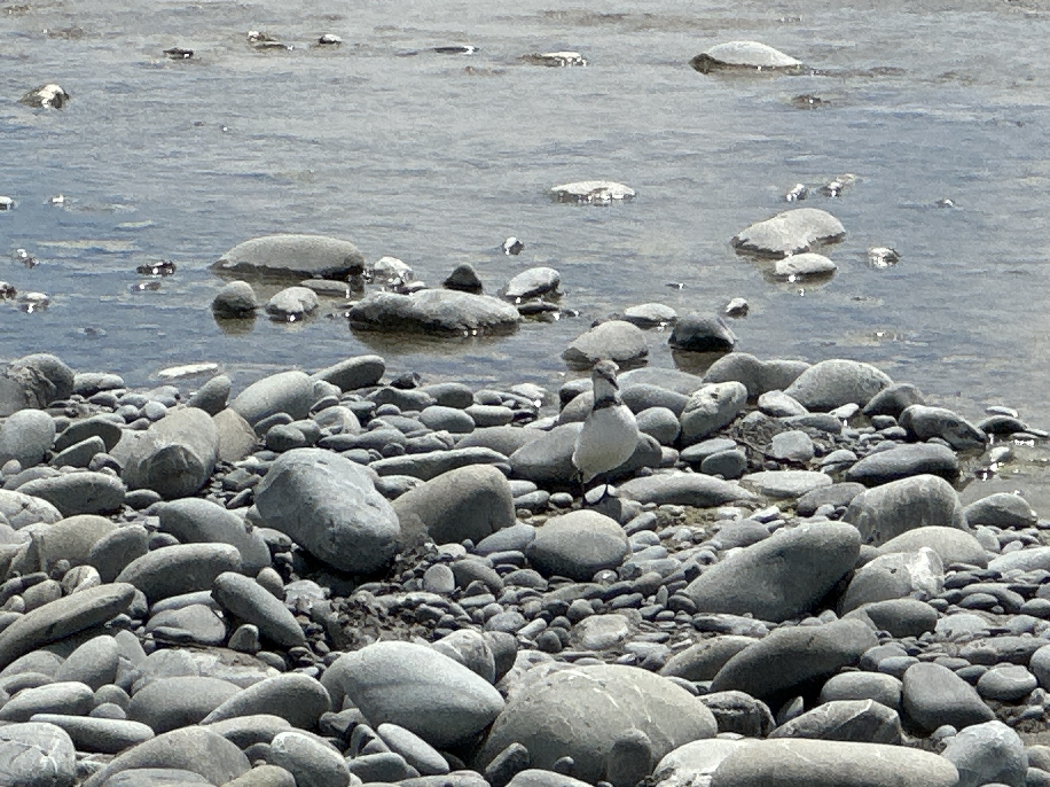 Wrybill (Anarhynchus frontalis), photo 4