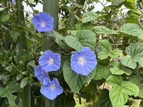 Foto de Flor de janeiro