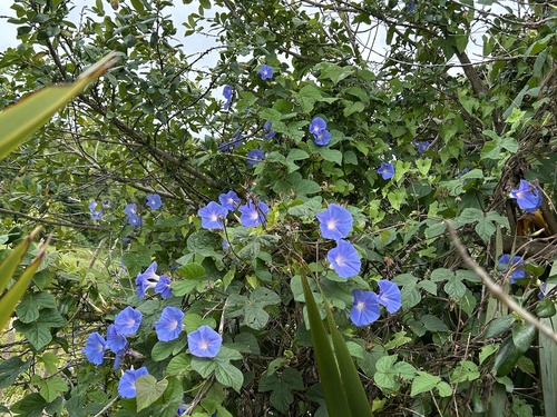 Foto de Flor de janeiro