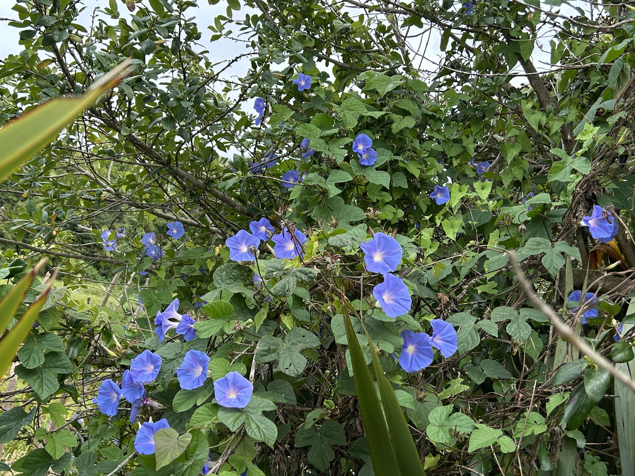 Imagem de Flor de janeiro