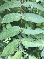 Ailanthus altissima