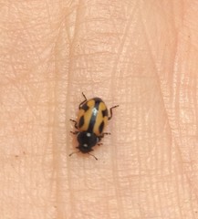 Eriopis nobilis