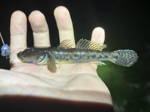 River goby (Awaous banana) — Gobiidae — 3