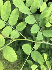 Robinia pseudoacacia