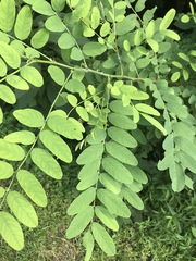 Robinia pseudoacacia
