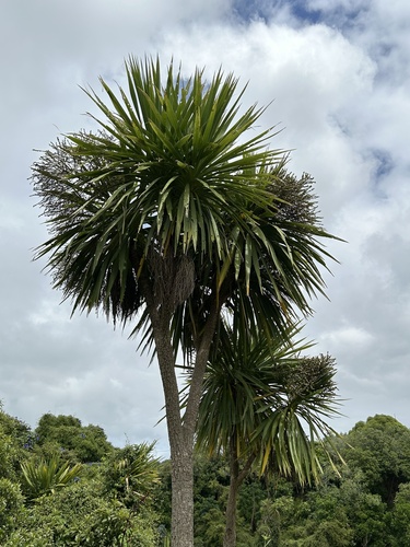 Foto de Dracena chocolate
