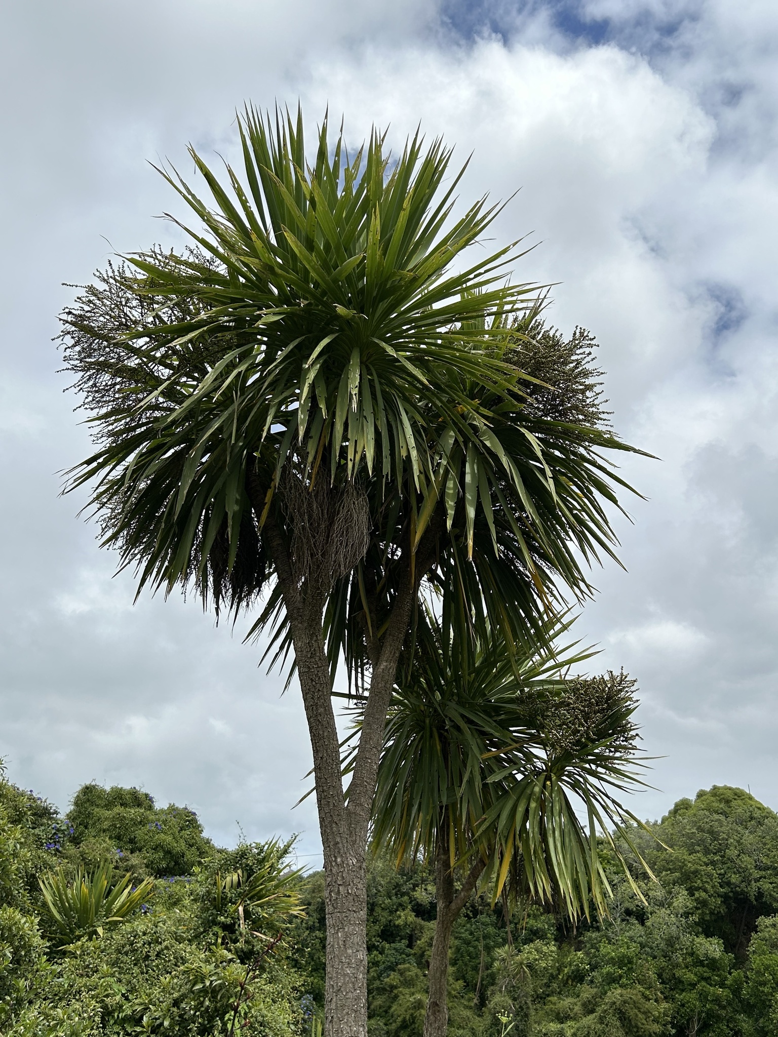 Imagem de Dracena chocolate