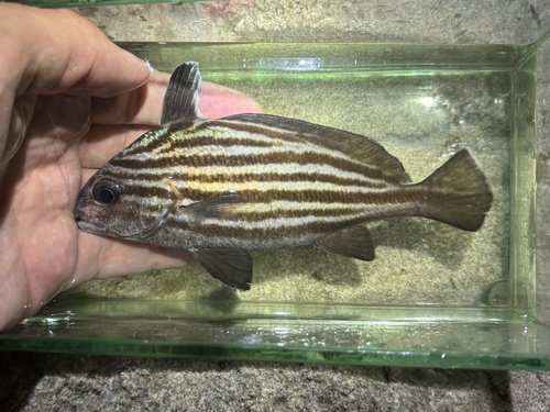 Photo of Cubbyu (Equetus acuminatus)