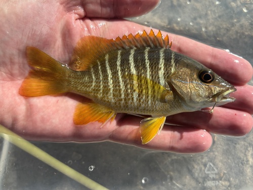 Schoolmaster Snapper