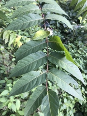 Ailanthus altissima
