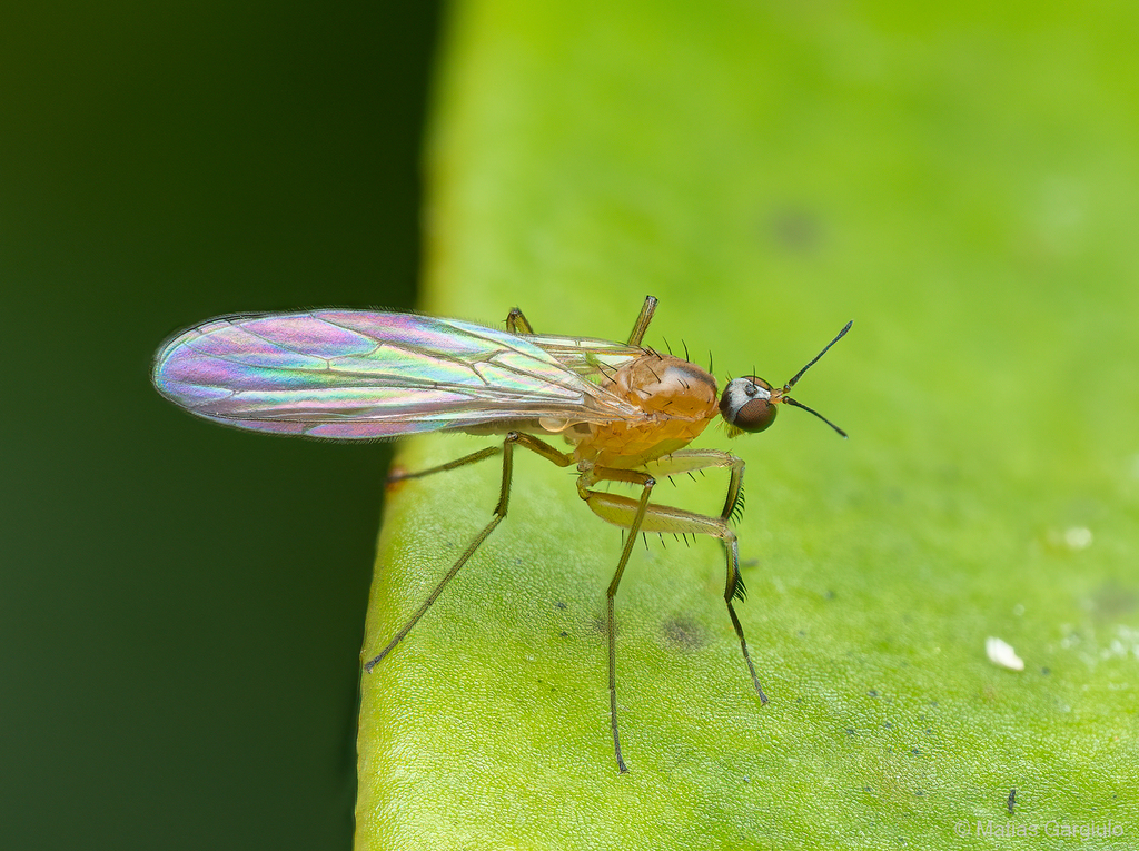 Hemerodromiinae