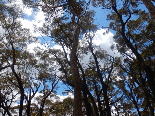 Eucalyptus fraxinoides, photograph 6