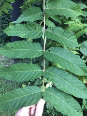 Ailanthus altissima