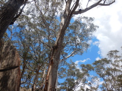 (c) Bryce Watts-Parker, some rights reserved (CC BY) Eucalyptus fraxinoides, photograph (c) Bryce Watts-Parker, some rights reserved (CC BY)