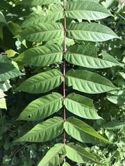 Ailanthus altissima