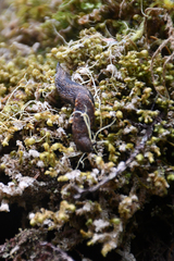 Prophysaon vanattae