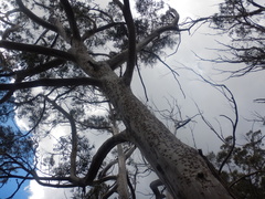 (c) Bryce Watts-Parker, some rights reserved (CC BY) Eucalyptus fraxinoides, photograph (c) Bryce Watts-Parker, some rights reserved (CC BY)