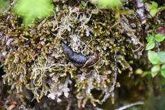 Prophysaon vanattae
