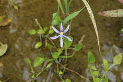 Heteranthera limosa