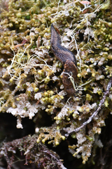 Prophysaon vanattae