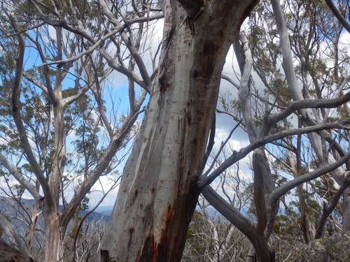 Eucalyptus fraxinoides, photograph 3