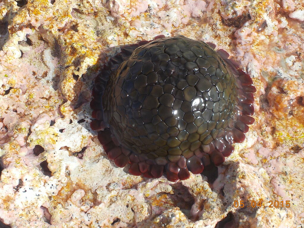 Colobocentrotus pedifer
