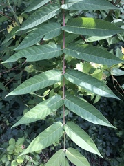 Ailanthus altissima